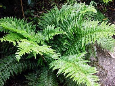 Polystichum aculeatum