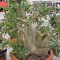 Pachypodium gracilias