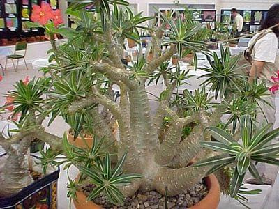 Pachypodium gracilias