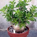 Pachypodium saundersii