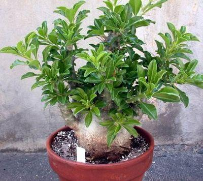 Pachypodium saundersii