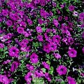 petunia1