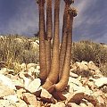 Pachypodium namaquanum