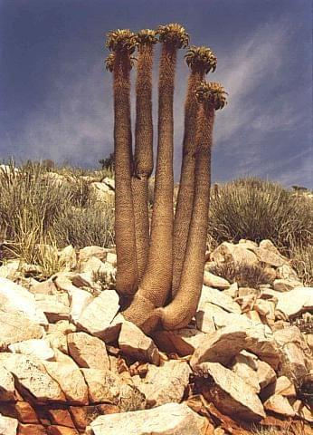 Pachypodium namaquanum