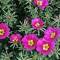 portulaca