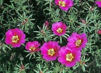 portulaca