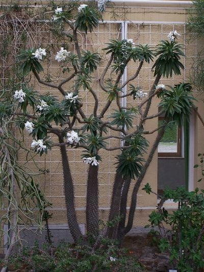 Pachypodium lamerei