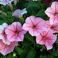 petunia