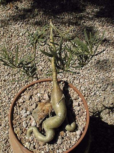 Pachypodium griquense