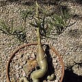 Pachypodium griquense