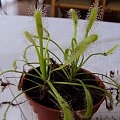 Drosera capensis 'alba'
