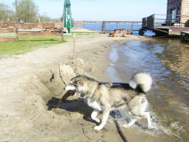 #pies #zwierzęta #AlaskanMalamute