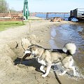 #pies #zwierzęta #AlaskanMalamute