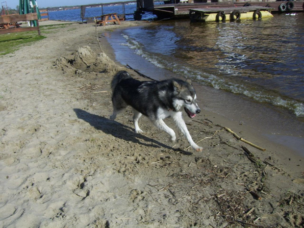 #pies #zwierzęta #AlaskanMalamute