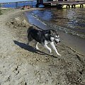 #pies #zwierzęta #AlaskanMalamute