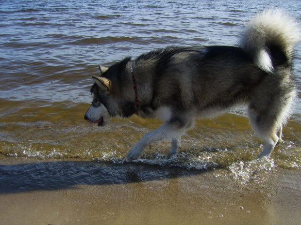 #pies #zwierzęta #AlaskanMalamute