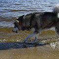 #pies #zwierzęta #AlaskanMalamute