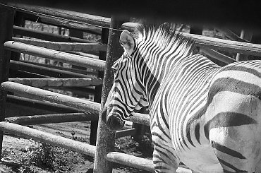 Zeberka, czarnobiała :) #zebra