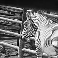 Zeberka, czarnobiała :) #zebra