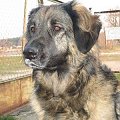 leonberger DEMISS Circulus Vitiosus - Myszka