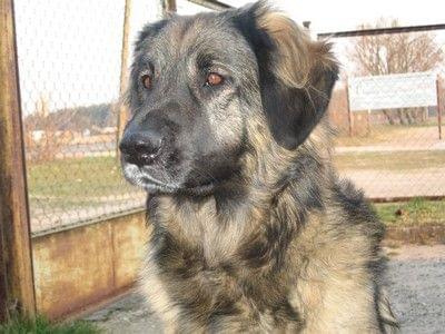 leonberger DEMISS Circulus Vitiosus - Myszka