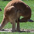 Kangurza toaleta :) #kangur #zoo