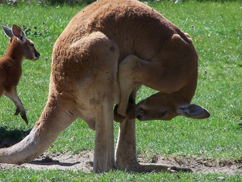 Kangurza toaleta :) #kangur #zoo