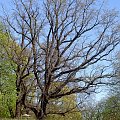 Drzewko w Parku Wilsona