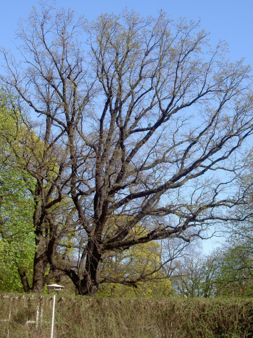Drzewko w Parku Wilsona
