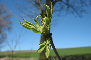 #OkoliceOlsztyna #Bartążek #Bartąg #pole #konie #rower #jeziora #Warmia #mazury #PunktWidokowy #trawa #zieleń