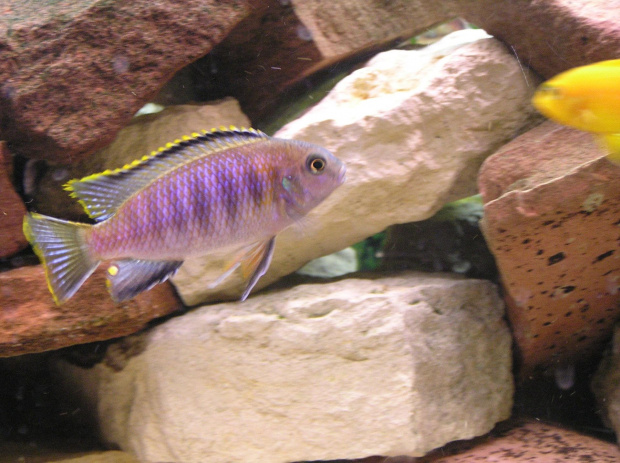 saulosi