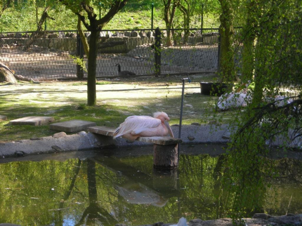 Kraków i Zoo