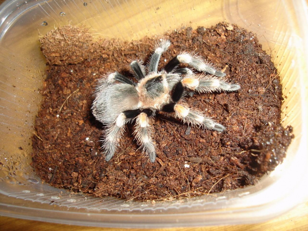 Brachypelma smithi L8