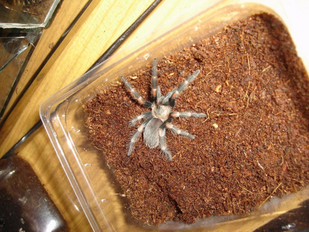 Brachypelma auratum L8