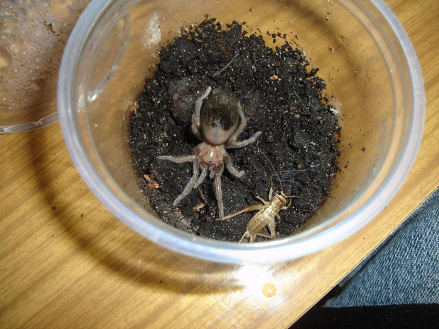 Brachypelma ruhnaui L6