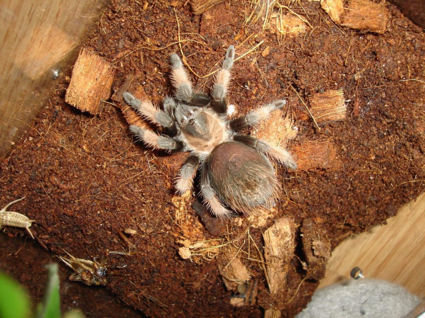 Brachypelma emilia L8