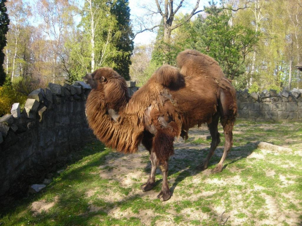 Kraków i Zoo