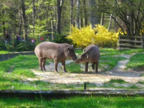 Kraków i Zoo