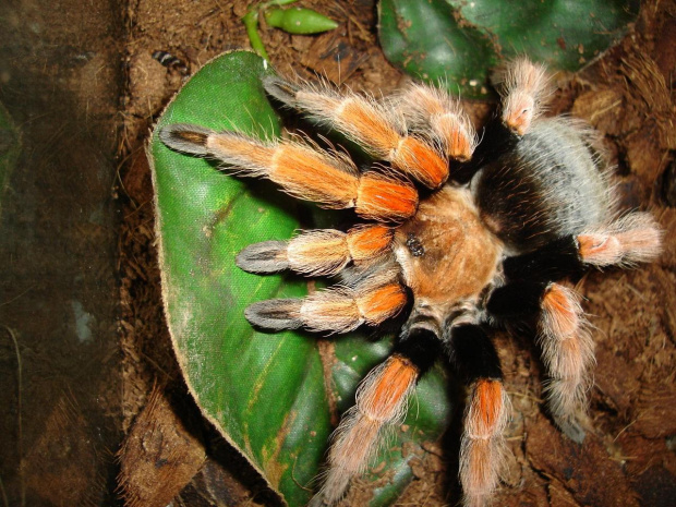 Brachypelma boehmei L12