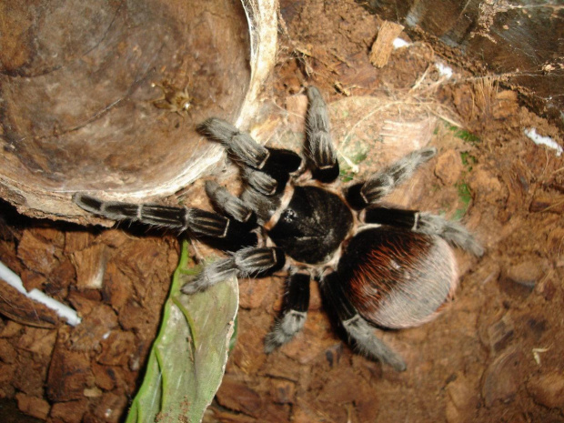 Brachypelma vagans L14/15