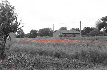 #czerwień #krajobraz #maki #widok