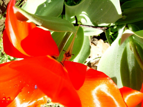 #kwiat #kwiaty #ogrody #ogród #tulipan #tulipany
