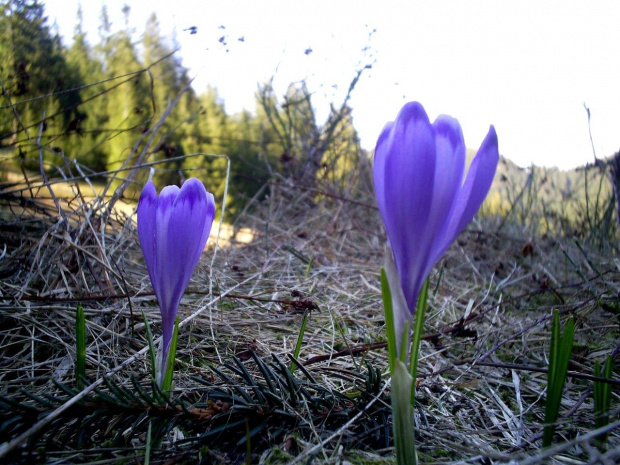 krokusy