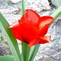 #kwiat #kwiaty #ogrody #ogród #tulipan #tulipany