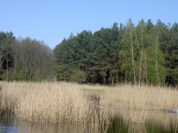 Morasko, pobliże mojego wydziału