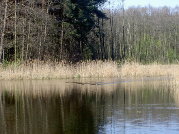 Morasko, pobliże mojego wydziału