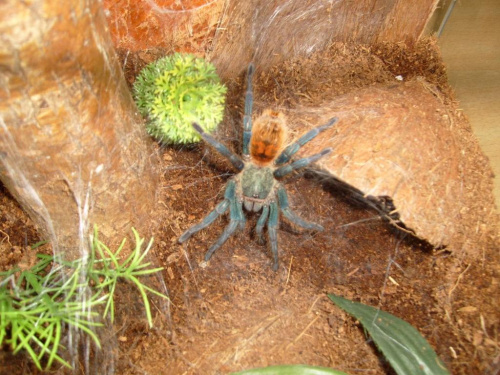 Ch. cyaneopubescens