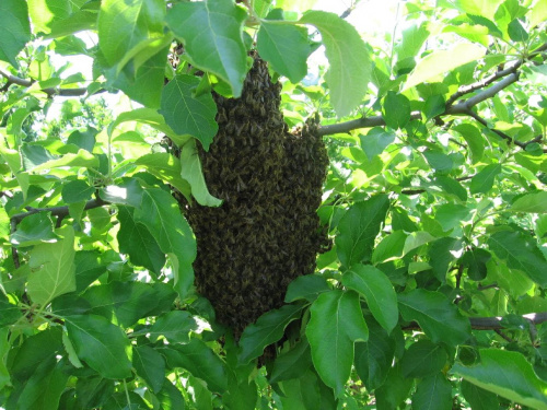 pszczoły na mojej działce,gościnnie