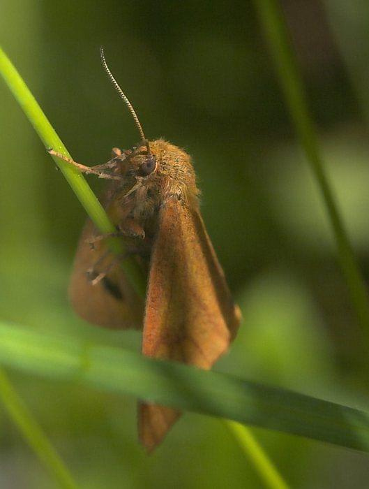 Diacrisia sannio niedźwiedziówka jastrzębica samica