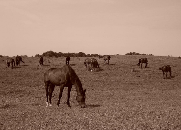Konie na pastwisku, stadnina koni Sokolnik #koń #konie #natura #zwierzęta #krajobraz #krajobrazy #sokolnik #pastwisko #przyroda